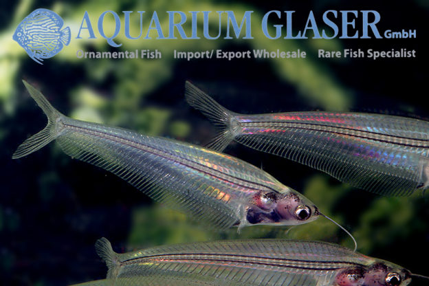 10e. Catfishes from Asia - Aquarium Glaser GmbH