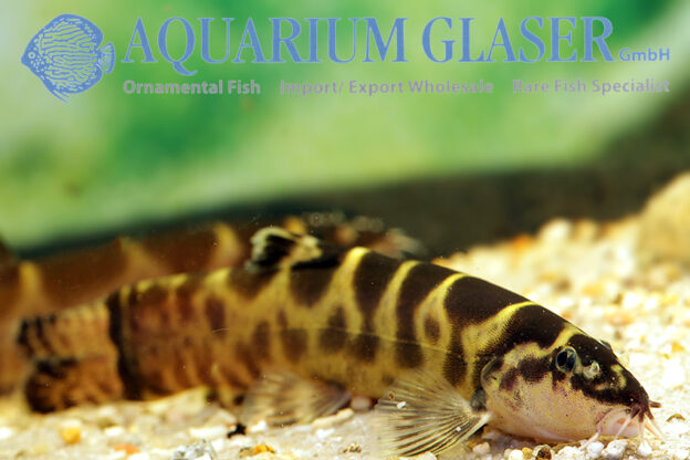 Leptobotia tchangi Aquarium Glaser GmbH