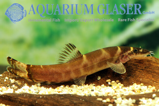 Leptobotia tchangi Aquarium Glaser GmbH