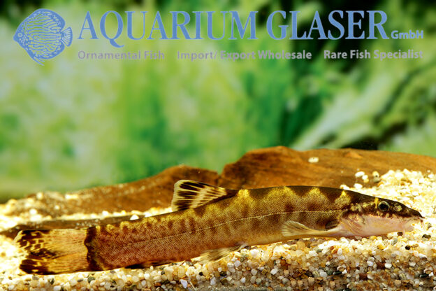 Leptobotia tchangi Aquarium Glaser GmbH