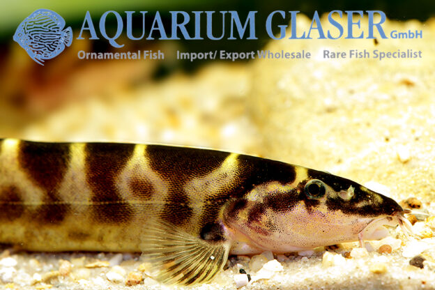 Leptobotia tchangi Aquarium Glaser GmbH