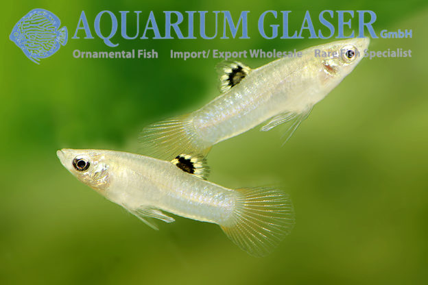 Poecilia caucana Aquarium Glaser GmbH