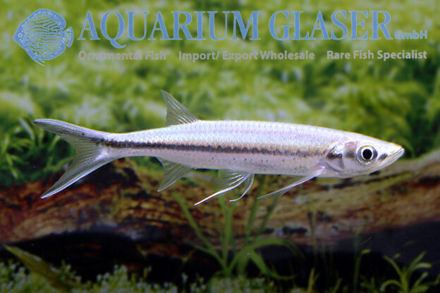 Luciosoma setigerum Aquarium Glaser GmbH