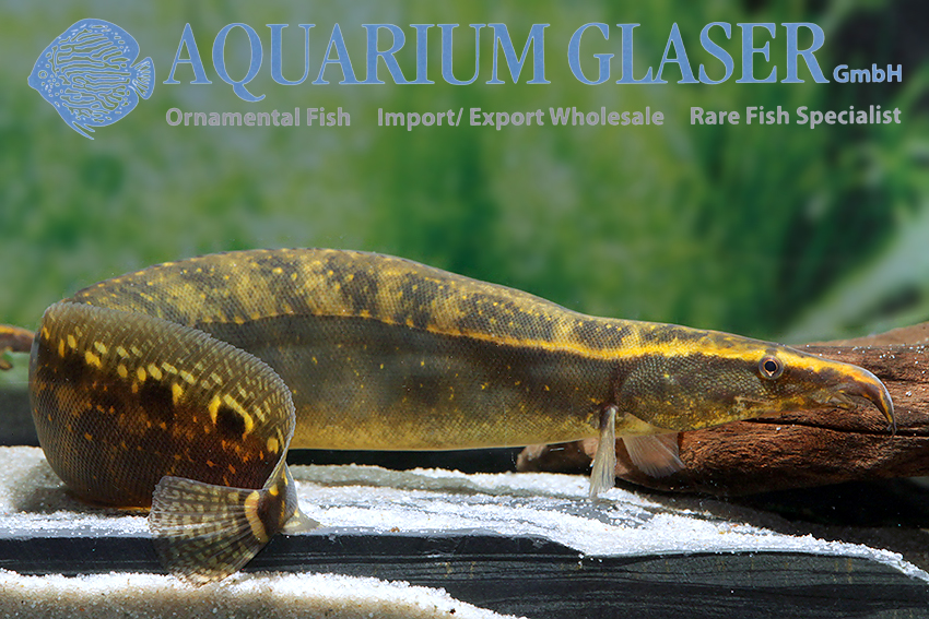 Freshwater Aquarium Eels