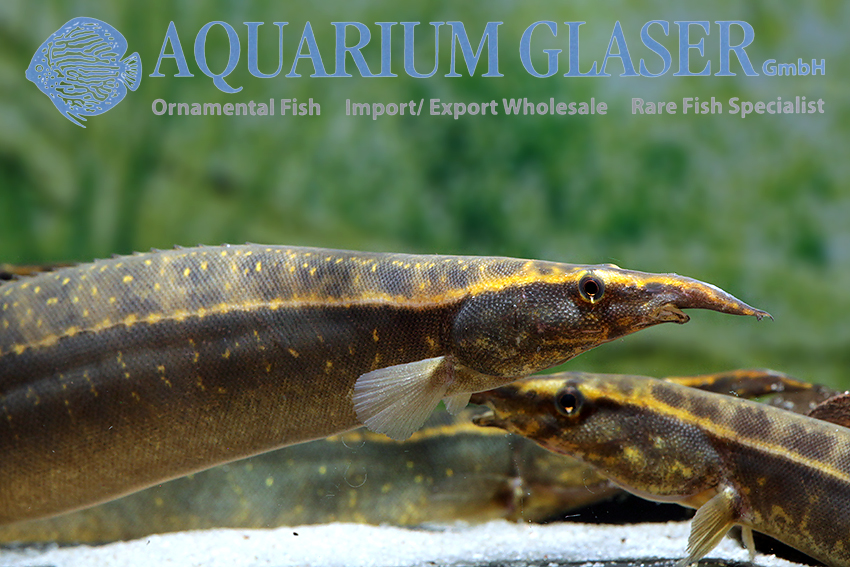 22. Spiny eels Aquarium Glaser GmbH