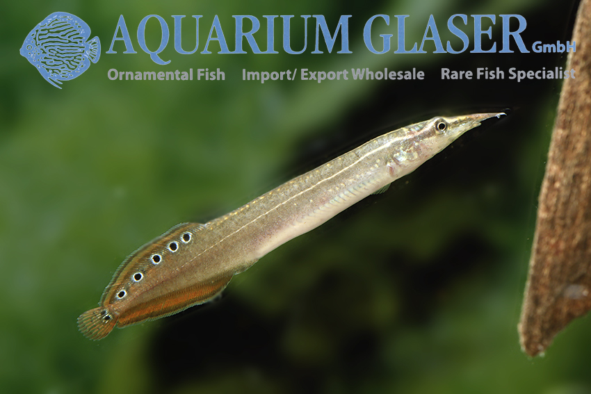 Macrognathus siamensis Red Tail Aquarium Glaser GmbH