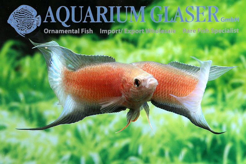 Squeaky fish hotsell