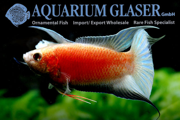 Macropodus opercularis quietschrot! Aquarium Glaser GmbH