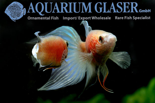 Macropodus opercularis quietschrot! Aquarium Glaser GmbH