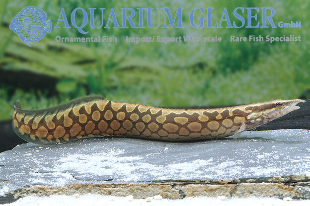Mastacembelus armatus favus Aquarium Glaser GmbH
