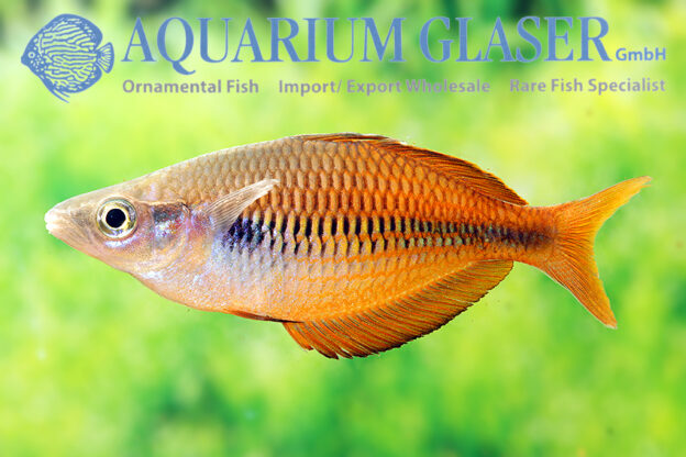 Melanotaenia fasinensis Aquarium Glaser GmbH