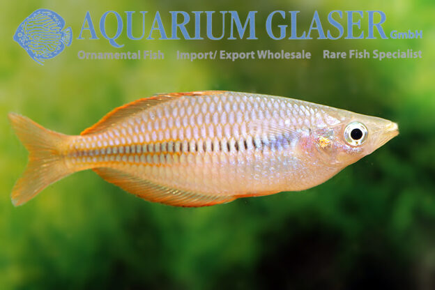 Melanotaenia fasinensis Aquarium Glaser GmbH