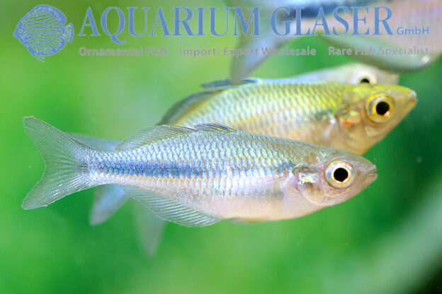Melanotaenia lacustris Aquarium Glaser GmbH