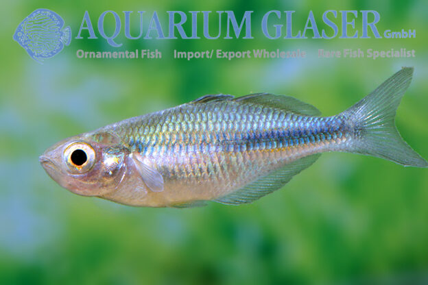Melanotaenia lacustris Aquarium Glaser GmbH