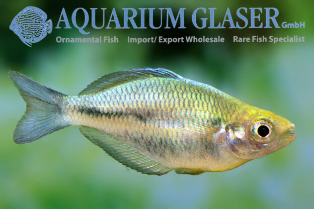 Melanotaenia lacustris Aquarium Glaser GmbH