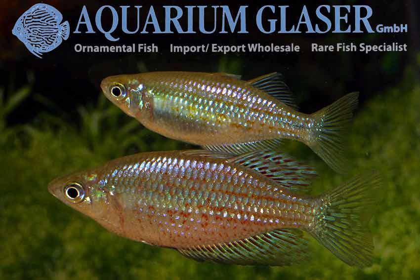 Melanotaenia rubrostriata Aquarium Glaser GmbH