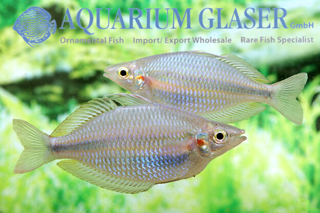 Melanotaenia goldiei „Kafiamke“ Aquarium Glaser GmbH