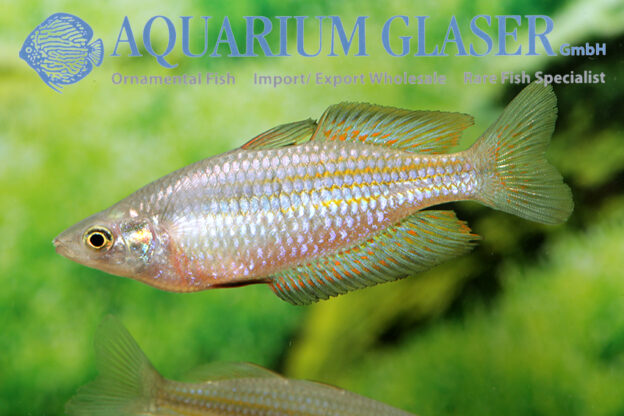 Melanotaenia splendida Aquarium Glaser GmbH
