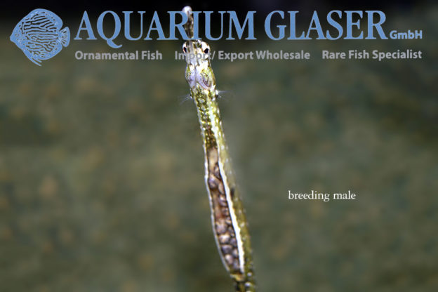 Microphis deocata BRED Aquarium Glaser GmbH