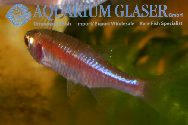 Mico Rasbora Microrasbora rubescens - Aquarium Glaser GmbH