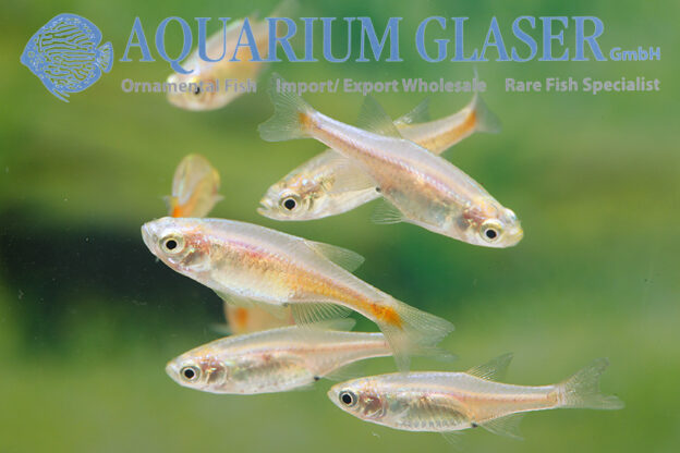 Mico Rasbora Microrasbora rubescens - Aquarium Glaser GmbH