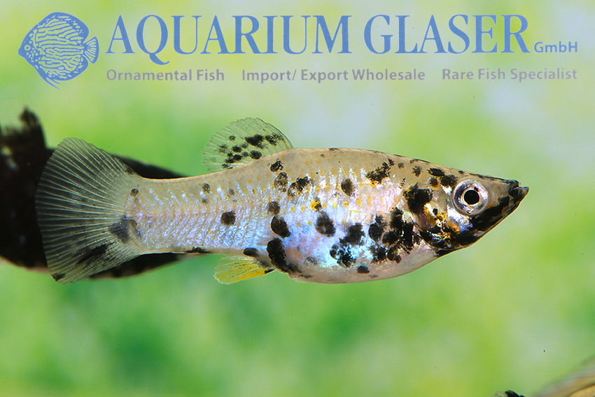 Molly - Aquarium Glaser GmbH