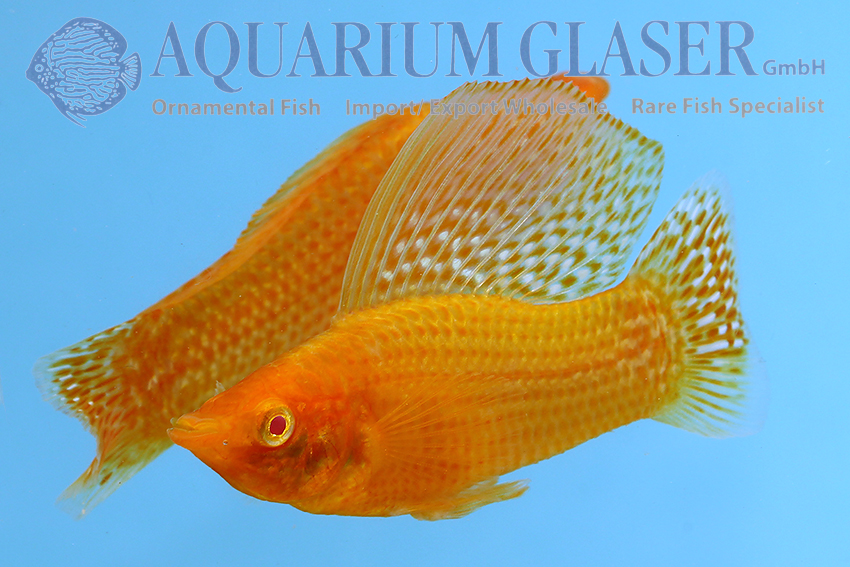 Molly - Aquarium Glaser GmbH