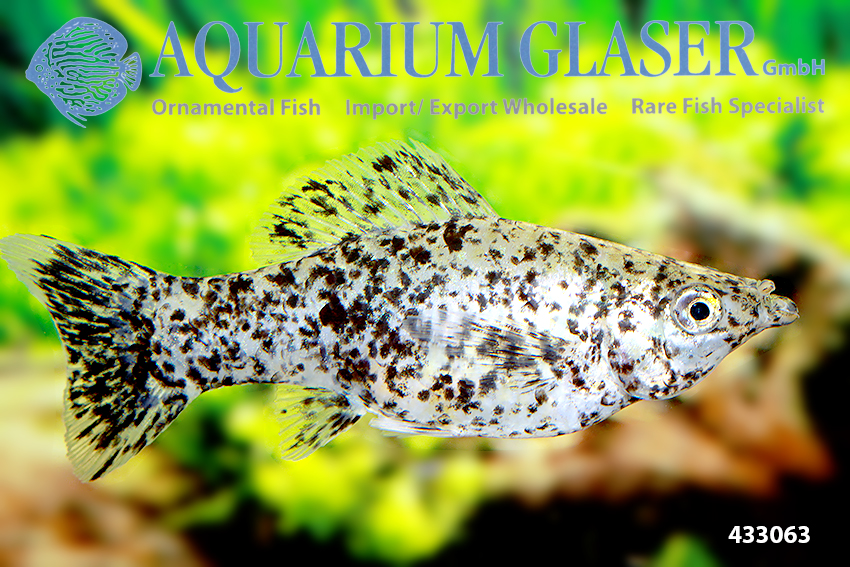 Molly - Aquarium Glaser GmbH