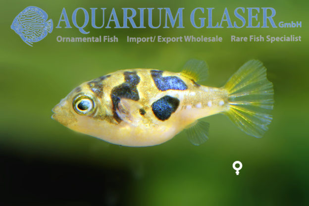 Carinotetraodon travancoricus Aquarium Glaser GmbH