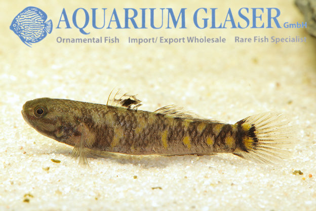 Mugilogobius mertoni Aquarium Glaser GmbH