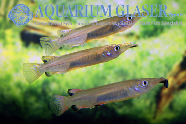 Nomorhamphus liemi Aquarium Glaser GmbH