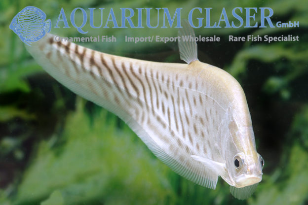 Chitala blanci Aquarium Glaser GmbH