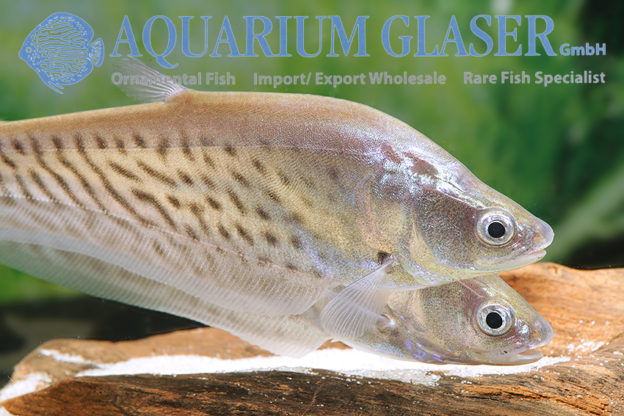 Chitala blanci Aquarium Glaser GmbH