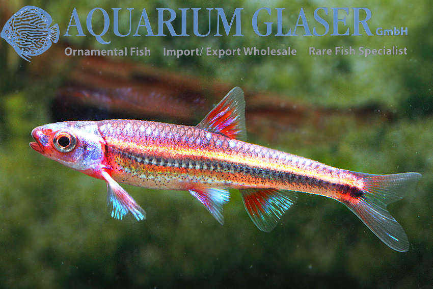Newly arrived Notropis chrosomus Aquarium Glaser GmbH