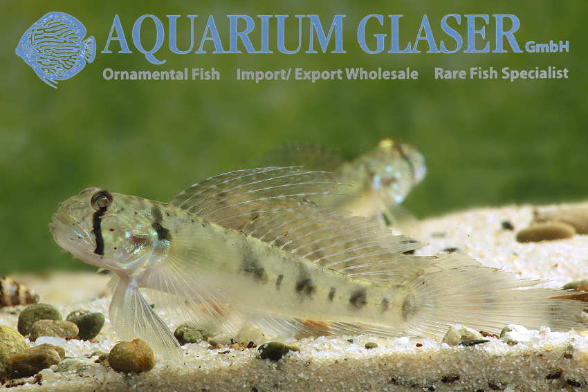 Oligolepis acutipennis Aquarium Glaser GmbH