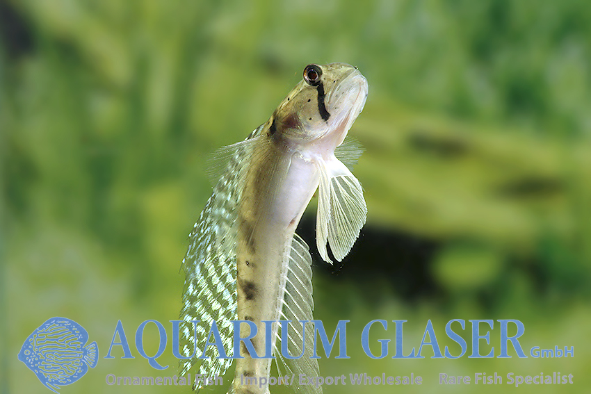 Oligolepis acutipennis Aquarium Glaser GmbH