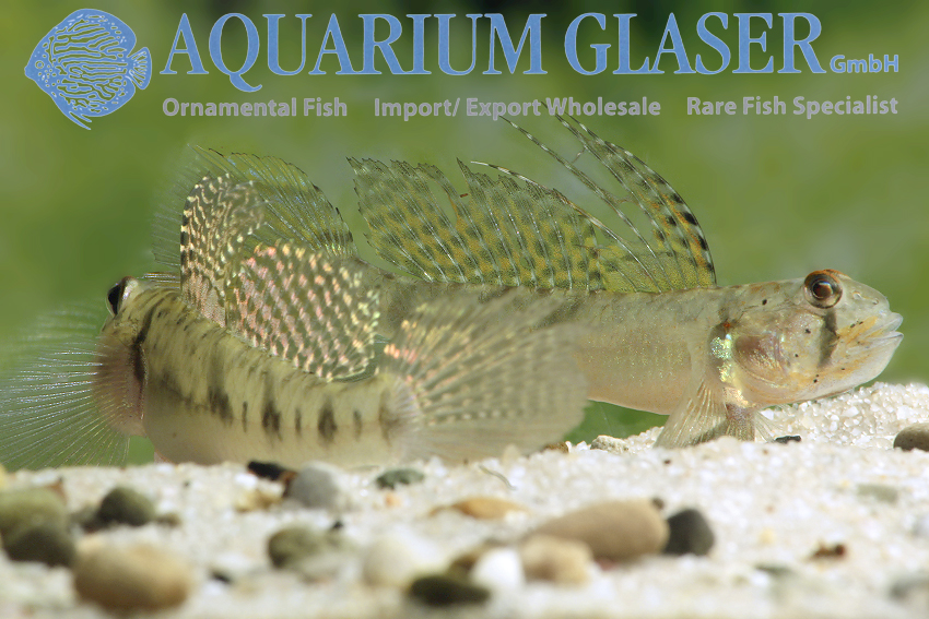 Oligolepis acutipennis Aquarium Glaser GmbH