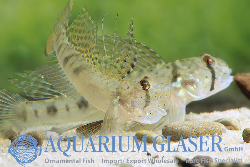 Oligolepis acutipennis Aquarium Glaser GmbH