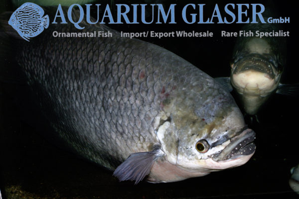Osphronemus exodon Aquarium Glaser GmbH