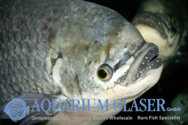 Osphronemus exodon Aquarium Glaser GmbH