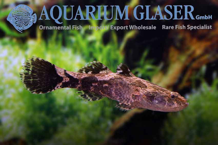 Oxyeleotris marmorata Aquarium Glaser GmbH