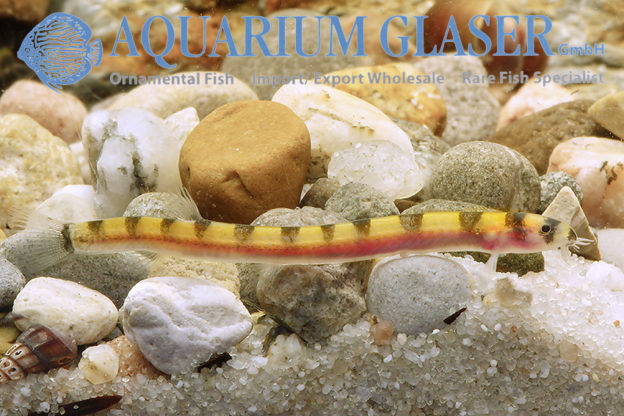Pangio cuneovirgata Aquarium Glaser GmbH