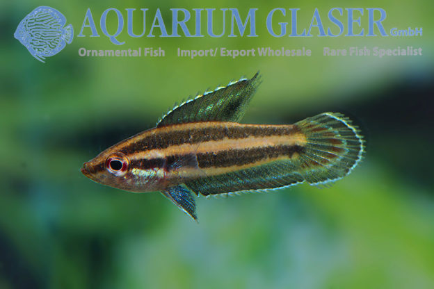 Parosphromenus gunawani Aquarium Glaser GmbH