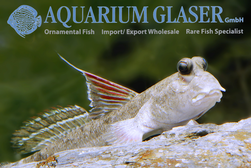 Mudskipper care sales