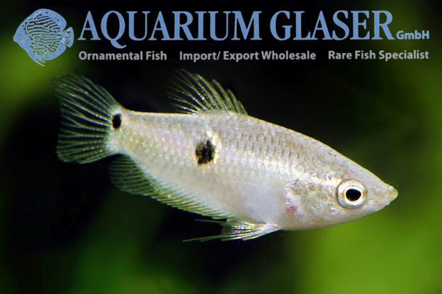 Parasphaerichthys ocellatus Aquarium Glaser GmbH
