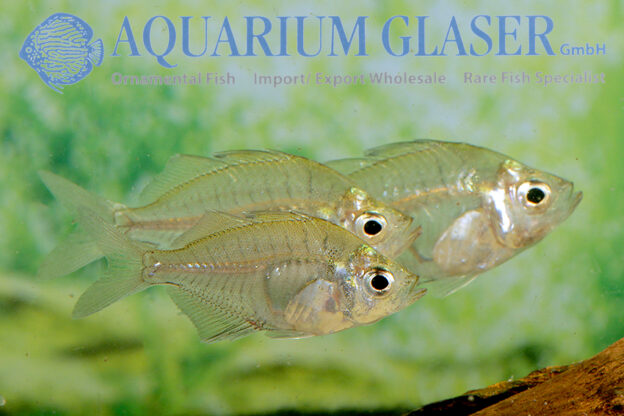 Parambassis siamensis Aquarium Glaser GmbH