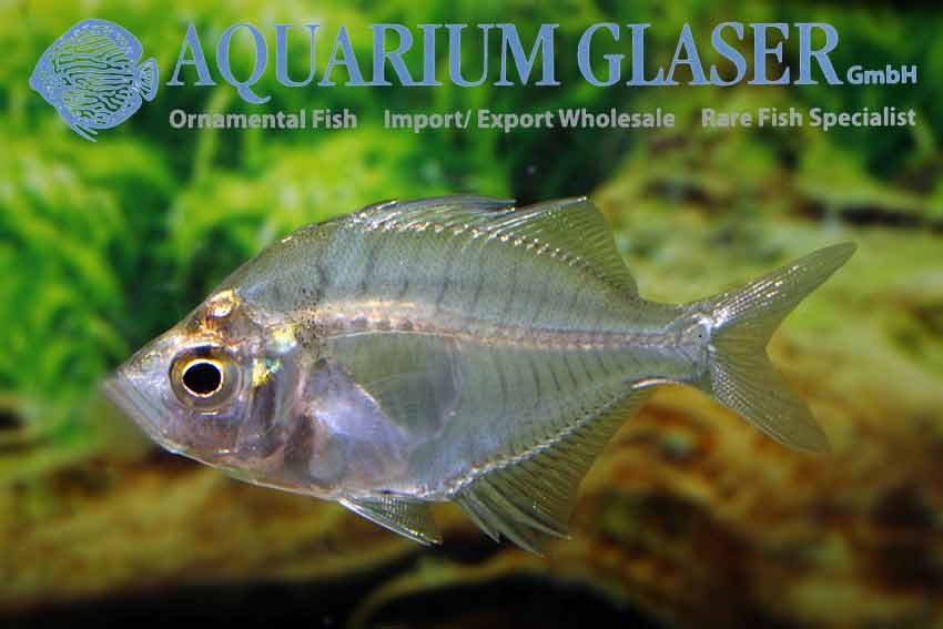 Parambassis siamensis - Aquarium Glaser GmbH