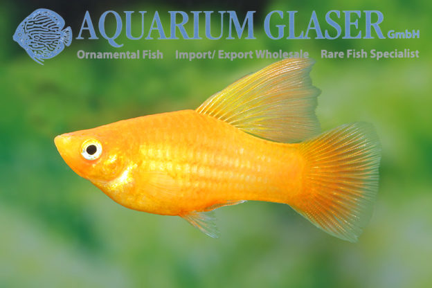 Xiphophorus variatus Highfin Orange - Aquarium Glaser GmbH