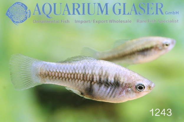Xiphophorius variatus „Hotel Taninul“ und „Code 1243“ Aquarium Glaser
