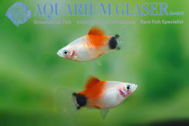 Xiphophorus maculatus Platy Mickey Mouse White Red Tail - Aquarium ...